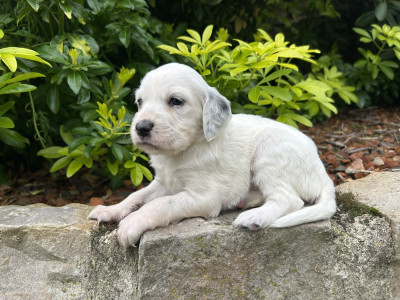 Chiot N°7