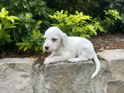 Chiot N°8