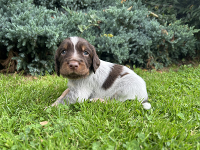 Chiot N°6