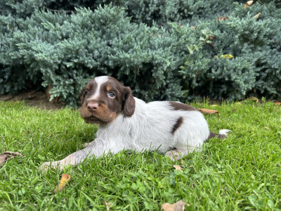 Chiot N°7