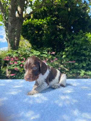 CHIOT 2