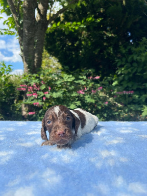 CHIOT 3
