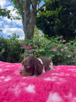 CHIOT 8