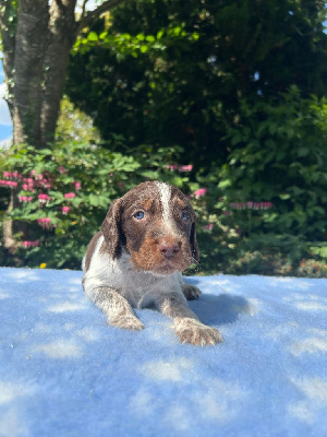 CHIOT 4