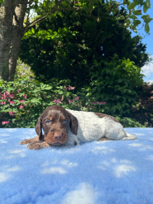 CHIOT 1