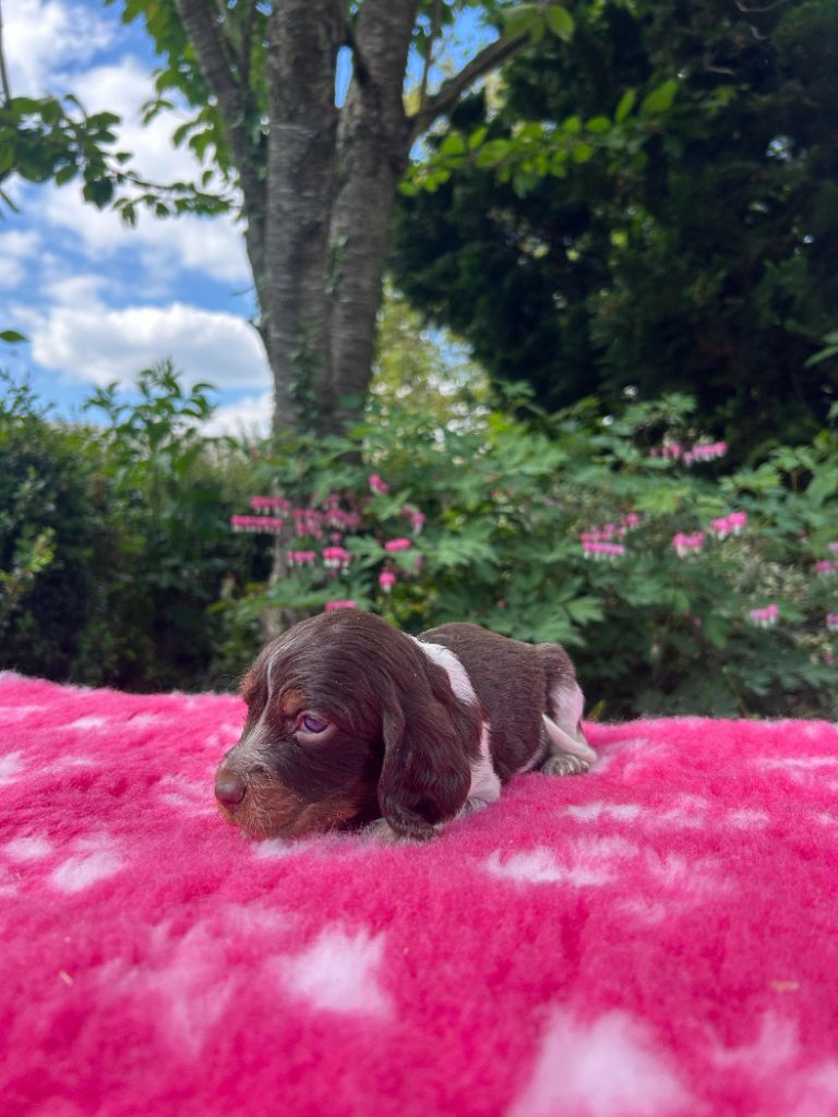 du clos Renaud - Chiots disponibles - Epagneul picard