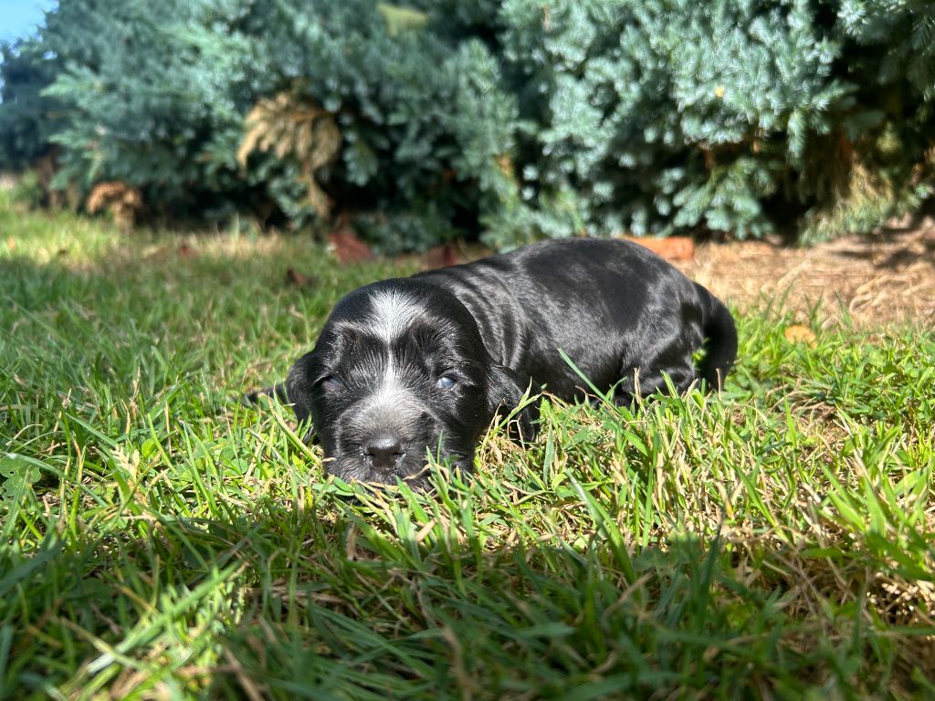 du clos Renaud - Chiots disponibles - Cocker Spaniel Anglais
