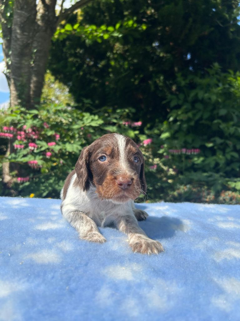 du clos Renaud - Chiots disponibles - Epagneul picard
