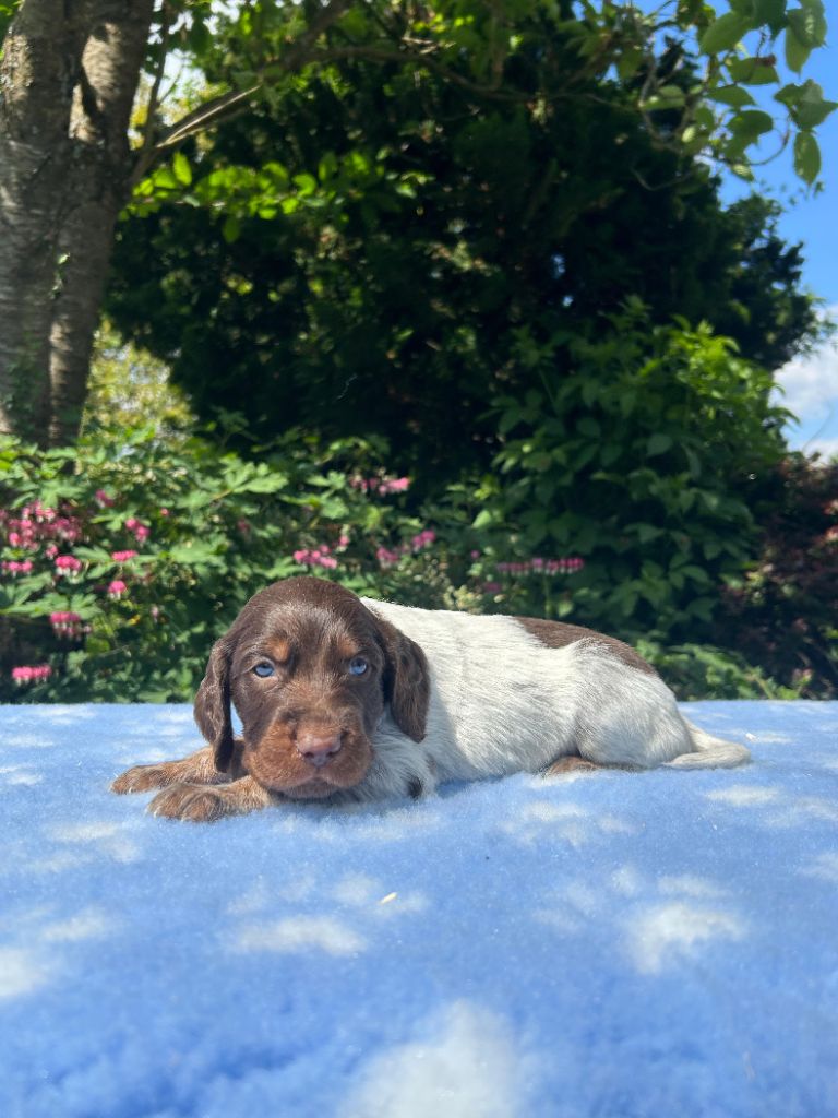 du clos Renaud - Chiots disponibles - Epagneul picard