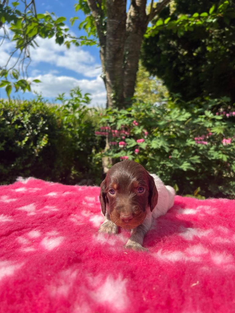 du clos Renaud - Chiots disponibles - Epagneul picard